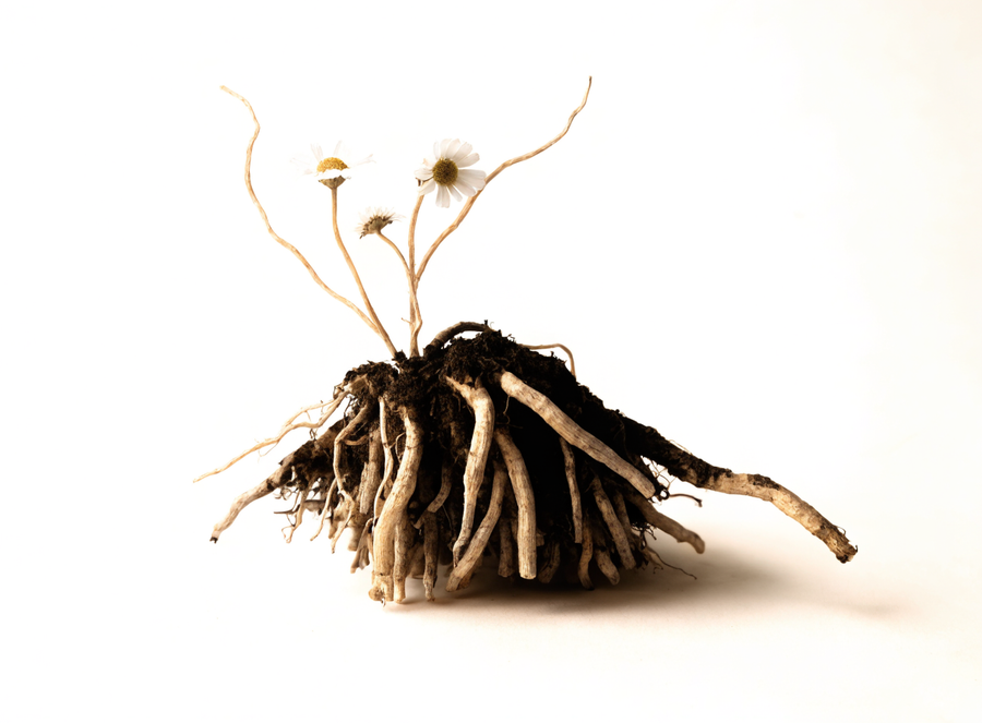 Akarkara extract
