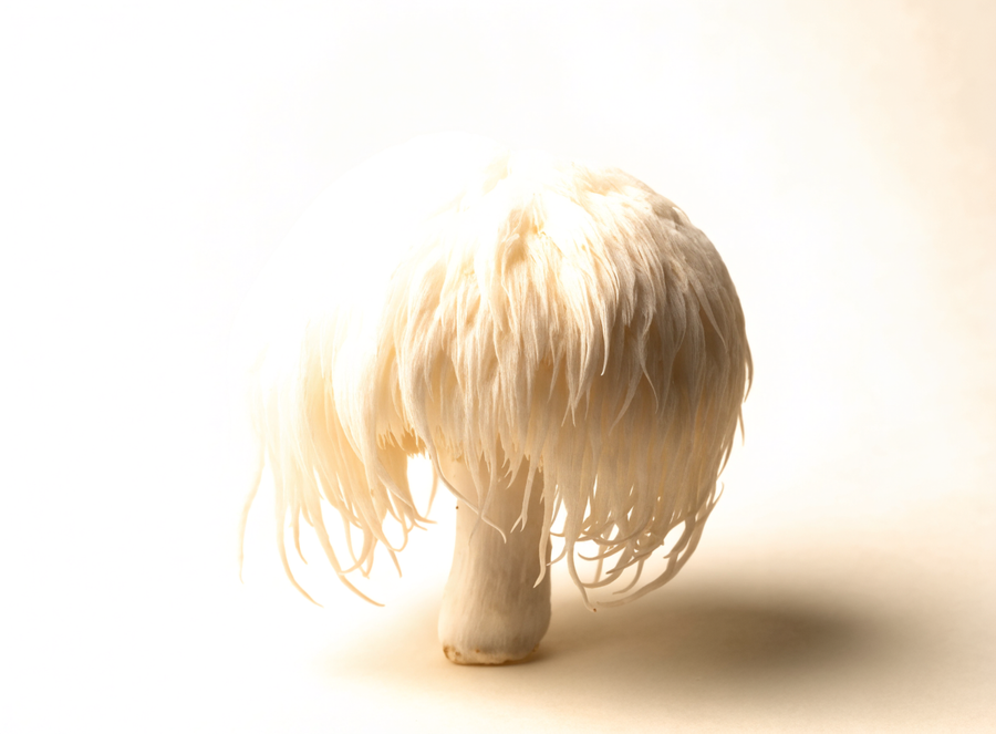 Lion's mane